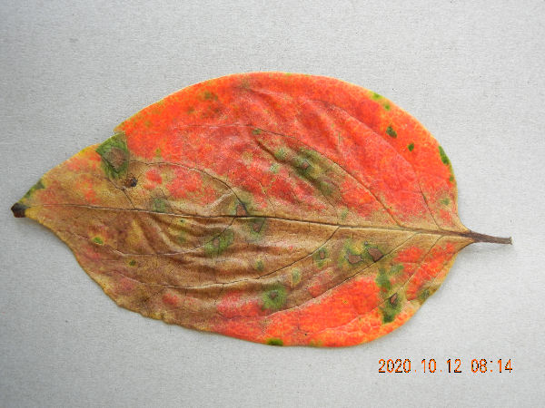 pressed persimmon leaf 2020 fall.jpg